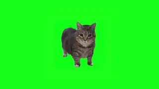 Rameses B - OIIA OIIA (Spinning Cat DnB Remix)