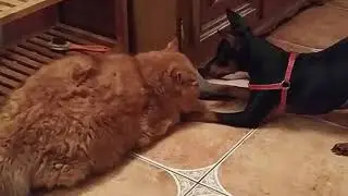 Заминированный тапок кота Димона (прикол)