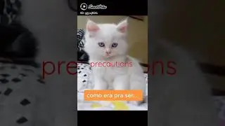 short video of cats #papa #viral #viral 😀Malaysia
