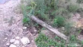 Nature | Alabama