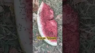 Нашествие муравьев. Турция