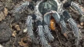 feeding Phormictopus cancerides