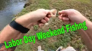 mealworms/gulp minnows=Bass n Bluegills