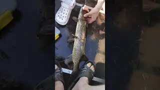щуки на самоловки одна за одной 😳 #душакарелии #рыбалка #fishing #деревня #красота