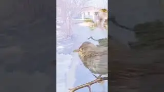 Хэерле иртэ💕