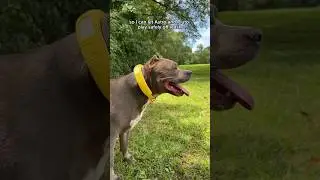 Playing off leash has never been easier with Halo Collar! 💛