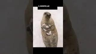 Счастливый Тюлень