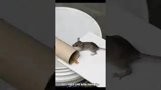 Easy Mouse Trap Bucket 