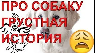 История про собаку   грустная  Топ  Истории и факты страшные истории