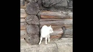 Козлёнок и собака .