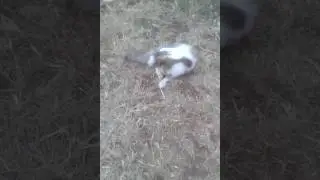 İşte gerçek kedi ve fare dostluğu