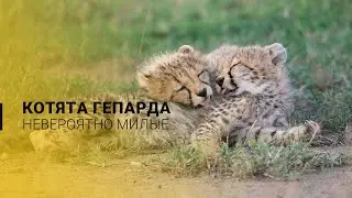 Невероятно милые котята гепарда