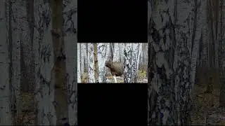 Выстрел2. #shorts