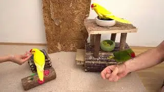 Kakariki - Play & Learn