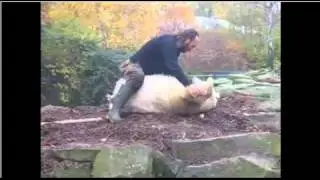 knut and papi version trance.mp4