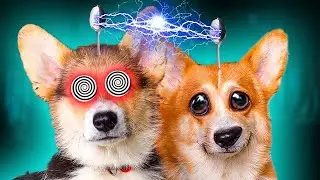 CORGI KORZHIK RULES MY LIFE 24 HOURS!! Corgi Kekshi the Talking Dog