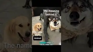 Funny Animal Names