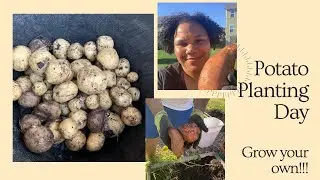 It's POTATO PLANTING DAY!!!