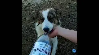 Пёсик-проводник