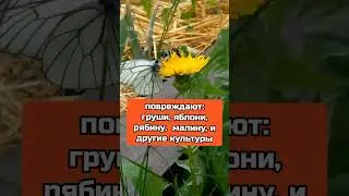 Что за белая бабочка летает 