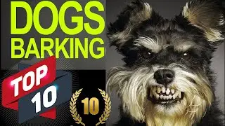 Top 10 Dog Barking Sounds