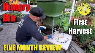 Hungry Bin 5 Month Review - First Harvest 2022