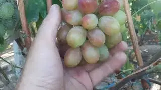 Фаберже - новая форма Калугина В.М. А, не плохая и красивая.