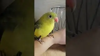 Как котята))