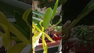 Rhinchovola Jemminey Cricket. Первое домашнее цветение)