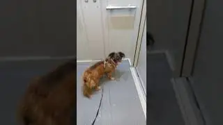 в подъезде после прогулки