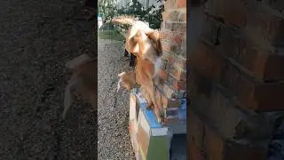 Может и мне КОЗУ завести?🤣