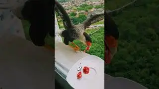 Птица, кот и кусочек мяса - начало дружбы! 🐦🐈