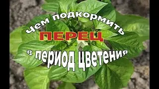Чем подкормить перец во время цветения и завязывания плодов.