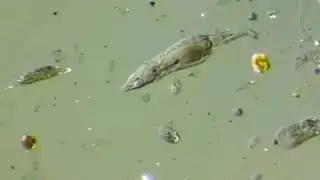 Капля воды под микроскопом