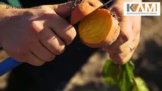 Желтая свекла Болдор от Бейо Заден