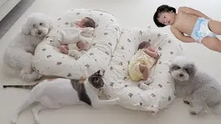 (Meeting the Twins for the First Time) The Relaxed Vibes of Parenting Expert Dogs & Cat