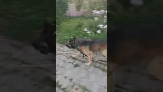 О нет, собаки сбежали😅  P. s далеко не убежали, поймали #dog #собака #вео