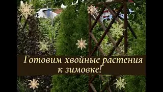 Готовим хвойные растения к зимовке! Садовый влог.
