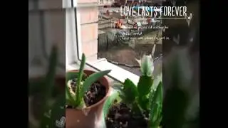АССАЛОМ ТОНГ