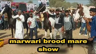 jasra horse show 2021:। marwari brood mare। मारवाङी घोङी ।