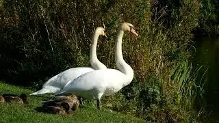 Swans in the Sun