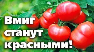 Ускорение покраснения плодов томатов