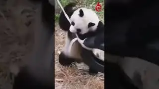 #viral Funny Panda Video | #trending #rare | Rare Animal Video | #funnyvideo