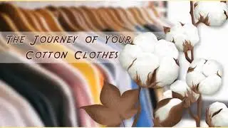 Action 11. Module 9. The Journey of Your Cotton Clothes