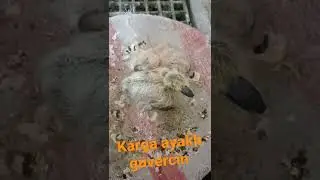 Kaç günlük yavrular?