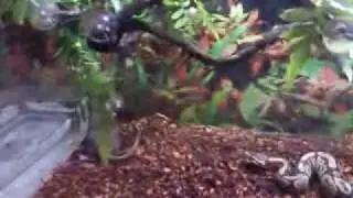 ball python feeding on small rat
