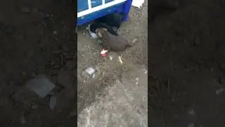 Милые щенки