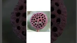 What is Trypophobia!