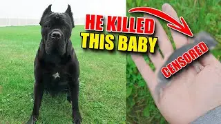 My Cane Corso Killed This Baby