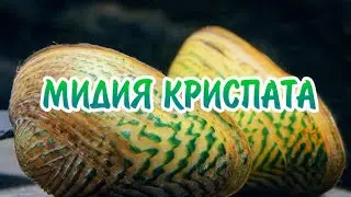 МИДИЯ УЗОРЧАТАЯ ИЛИ МИДИЯ КРИСПАТА. СОДЕРЖАНИЕ В АКВАРИУМЕ
